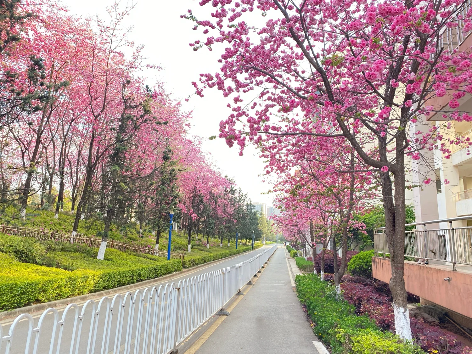 云南农业大学樱花大道，粉色花树环绕校园步道