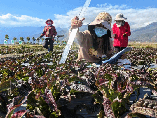 大理洱海蔬菜科技小院 · 田间实践